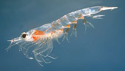 Northern krill<br/>Meganyctiphanes norvegica