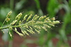 Millet In Kerala-1.jpg