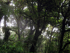 Monte nublu Monteverde