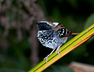 <span class="mw-page-title-main">Squamate antbird</span> Species of bird