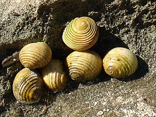 Cycloneritida Order of gastropods