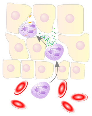 <span class="mw-page-title-main">Leukocyte extravasation</span> Movement of white blood cells out of blood vessels and towards the inflamed site