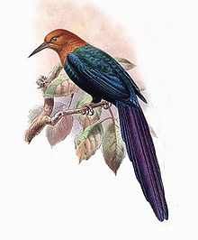 Phoeniculus castaneiceps-Keulemans.jpg