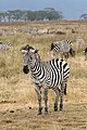 Image 10 Plains zebra Photo: Muhammad Mahdi Karim The plains zebra (Equus quagga, subspecies Grant's zebra pictured) is the most common and geographically widespread species of zebra. It ranges from the south of Ethiopia through East Africa to as far south as Angola and eastern South Africa. The plains zebra is mid-sized, smaller on average than the other two zebra species, and thick-bodied with relatively short legs. Adults of both sexes can stand from 1.1 to 1.47 m (3.6 to 4.8 ft) high at the shoulder, are 2 to 2.5 m (6.6 to 8.2 ft) long (excluding the tail), and weigh 175 to 387 kg (386 to 853 lb), with males slightly heavier than females. More selected pictures