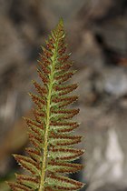 Polystichum lonchitis