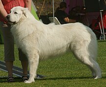 Anjing gunung Pyrénées putih