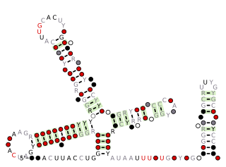 <span class="mw-page-title-main">U1 spliceosomal RNA</span>