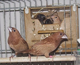 <span class="mw-page-title-main">Society finch</span> Subspecies of bird