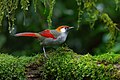 Red-tailed laughingthrush