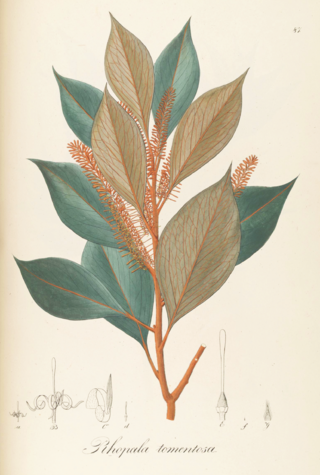 <i>Roupala</i> Genus of plants in the family Proteaceae from Mexico to Argentina