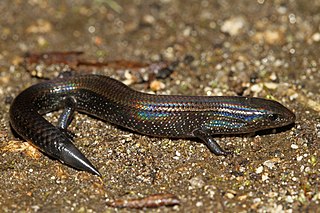 <i>Ristella rurkii</i> Species of reptile