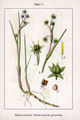 Scheuchzeria palustris Sturm3.jpg