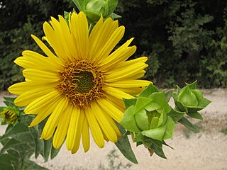 <span class="mw-page-title-main">Annual vs. perennial plant evolution</span>