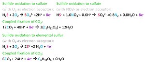 Reactions of oxidation of sulfide to sulfate and elemental sulfur (incorrectly balanced). The electrons (e ) liberated from these oxidation reactions, which release chemical energy, are then used to fix carbon into organic molecules. The elements that become oxidized are shown in pink, those that become reduced in blue, and the electrons in purple. Sulfide oxidation reactions.jpg