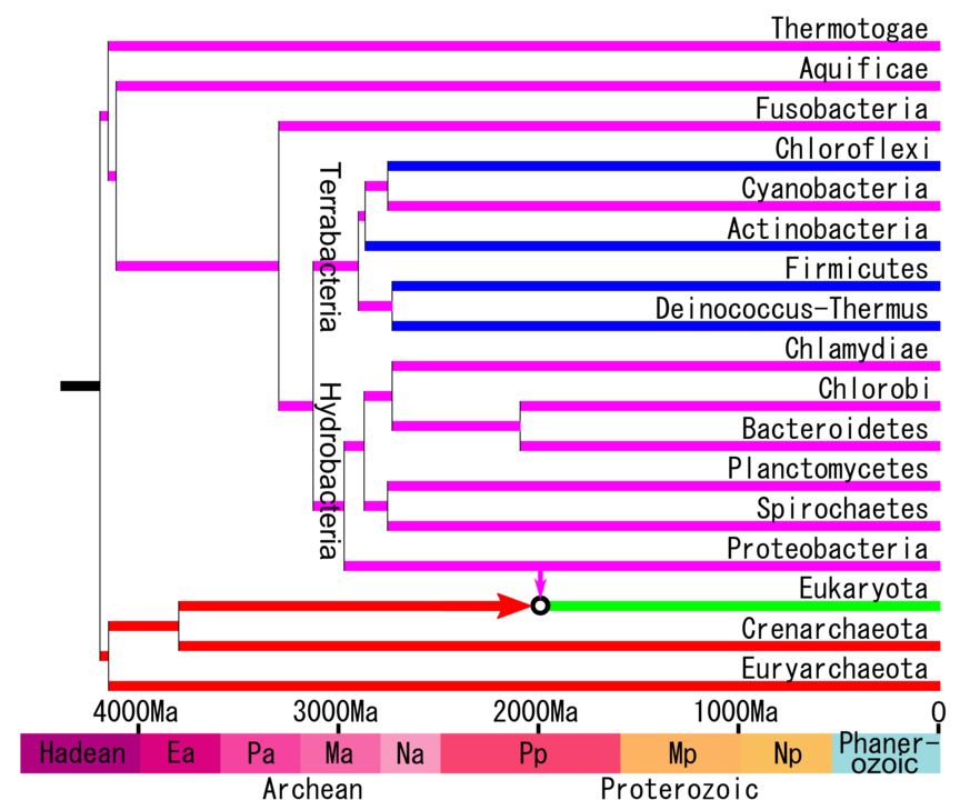 Timeline of life.png