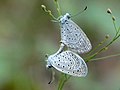 Mating