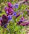 Trichostema lanatum 'Cuesta Ridge'