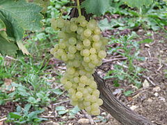 Trebbiano