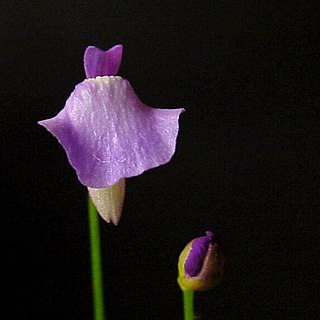 <i>Utricularia subg. Bivalvaria</i>