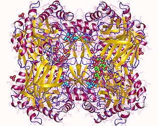 <span class="mw-page-title-main">Glucosylceramidase</span>