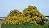 Acacia April 2015-3.jpg