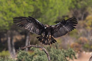 <span class="mw-page-title-main">Spanish imperial eagle</span> Species of bird