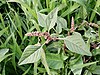 Amaranthus deflexus sl43.jpg