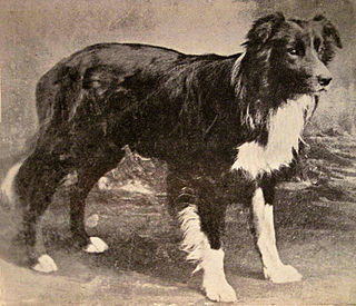 <span class="mw-page-title-main">Old Hemp</span> Border Collie (1893–1901)