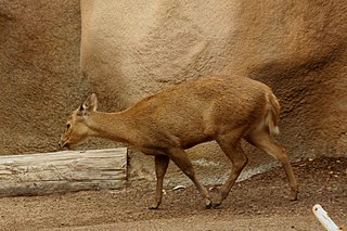 <span class="mw-page-title-main">Calamian deer</span> Species of deer