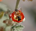 Naħla Ewropea tal-għasel fuq fjura Sphaeralcea, Mesa, Az, SUA