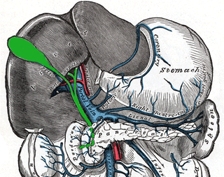 <span class="mw-page-title-main">Splenic vein</span> Vein that drains blood from the spleen, stomach and pancreas