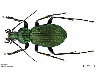 <i>Carabus insulicola</i> Species of beetle