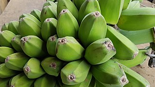 <span class="mw-page-title-main">Cardava banana</span> Banana cultivar