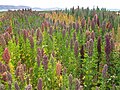 Image 3Quinoa field near Lake Titicaca. Bolivia is the world's second largest producer of quinoa. (from Economy of Bolivia)