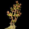 Crassula vaillantii.jpg