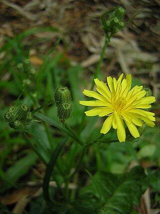 <i>Crepis foetida</i> Species of flowering plant