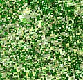 Satellite view of crops in USA (121)