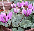 Cyclamen colchicum