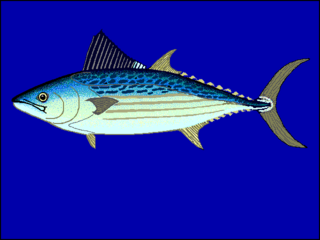 <i>Cybiosarda elegans</i> Species of fish