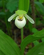 Cypripedium passerinum