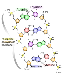 The molecular structure of DNA. Bases pair through the arrangement of hydrogen bonding between the strands. DNA chemical structure.svg