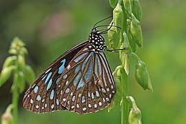 Dark blue tiger (Tirumala septentrionis dravidarum) male underside