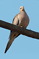 * Nomination Another mourning dove with a cleaner composition Dori 02:24, 25 March 2008 (UTC) * Promotion Wonderful image; one of the best I've ever seen here--Alessandro Zangrilli 12:44, 24 March 2008 (UTC)