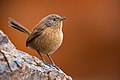 41 Dusky Grasswren 0A2A9591 uploaded by JJ Harrison, nominated by Iifar,  20,  0,  0