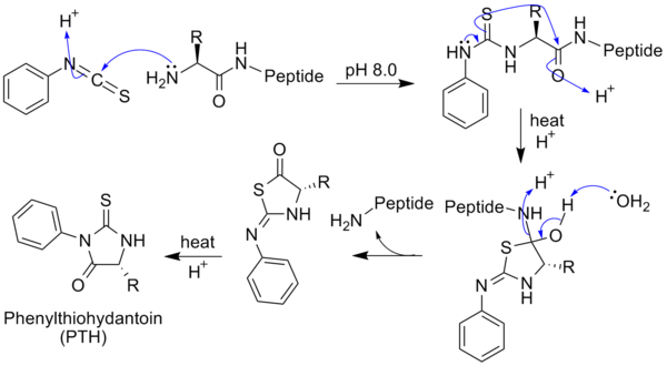 Edman Degradation with generic amino acid peptide chain.