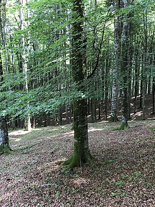 <i>Fagus sylvatica</i> Species of deciduous tree