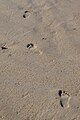 Footprints in sand