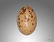 Egg