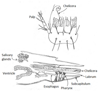 <span class="mw-page-title-main">Subcapitulum</span>