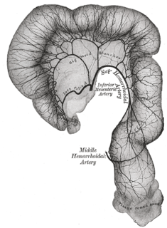 Superior rectal artery